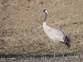 Zw-Fi-No26-01 -21-Kraanvogel