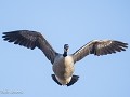 Zw-Fi-No26-01 -35-Grote canadese gans