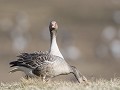 Zw-Fi-No26-01 -36-Grauwe gans - mannetje op wacht