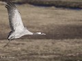 Zw-Fi-No26-01 -39-Opvliegende Kraanvogel