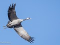 Zw-Fi-No26-01 -38-Invliegende Kraanvogel