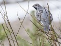 No-Zw-La25-03 -65-Jokkmokk, Hazelhoen in de struik