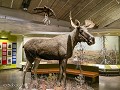 No-Zw-La25-03 -81-Jokkmokk, Ajtte museum, Eland
