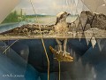 No-Zw-La25-03 -86-Jokkmokk, Ajtte museum, Visarend