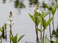 Zw-Fi-No26-06 -06-Waterdrieblad
