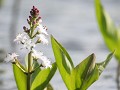 Zw-Fi-No26-06 -07-Waterdrieblad