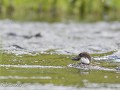 Zw-Fi-No26-06 -29-Op jacht in het wilde water