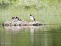 Zw-Fi-No26-06 -39-Terug op de rustplaats maar er i