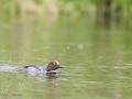 Zw-Fi-No26-06 -48-Moeder Brilduiker is alweer op w