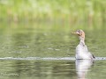 Zw-Fi-No26-06 -49-De Middelste zaagbek spot gevaar