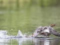 Zw-Fi-No26-06 -51-Middelste zaagbek op de vlucht