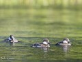 Zw-Fi-No26-06 -58-De fotograaf wordt stilaan meer 