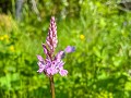 Zw-Fi-No26-06 -104-Bosorchis (Dactylorhiza fuchsii