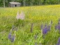 Zw-Fi-No26-06 -105-Bloemenweide met Boterbloem en 