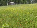 Zw-Fi-No26-06 -106-Bloemenweide met Boterbloem en 
