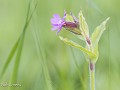 Zw22-07 -40-Dagkoekoeksbloem