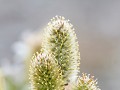 Zw22-07 -50-Stekenjokk, Dwergwilg, Kruipwilg, Sali