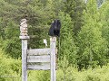 Zw22-07 -74-Trol en Auerhoen mannetje