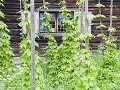 Zw22-07 -82-Jamtli museum - Hopplanten