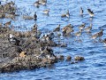 Zw22-04.38-Umealven delta Kemphanen