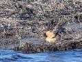 Zw22-04.40-Umealven delta Kemphaan