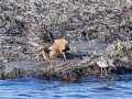 Zw22-04.41-Umealven delta Kemphanen