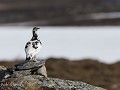 No-Zw-La25-06 -15-Stekenjokk plateau, Alpensneeuwh