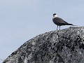 No-Zw-La25-06 -17-Stekenjokk plateau, Kleinste jag