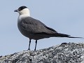 No-Zw-La25-06 -18-Stekenjokk plateau, Kleinste jag