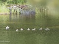 No-Zw-La25-06 -25-Alby, Ljungan rivier, Grote zaag