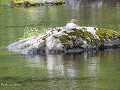 No-Zw-La25-06 -24-Alby, Ljungan rivier, Grote zaag