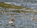 No-Zw-La25-06 -26-Alby, Ljungan rivier, Grote zaag