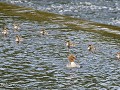 No-Zw-La25-06 -27-Alby, Ljungan rivier, Grote zaag