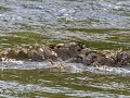 No-Zw-La25-06 -28-Ljungan rivier, eentje met vis, 