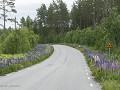 No-Zw-La25-06 -59-Lupinen langs de weg naar Skarsa