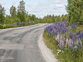 No-Zw-La25-06 -60-Lupinen langs de weg naar Skarsa