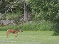 No-Zw-La25-06 -79-Angso, avondlijke ontmoeting
