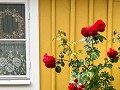 No-Zw-La25-07 -07-Mariefred, veel bloemen, rozen v
