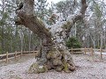 Zw22-02.42-Trollskogen Natuurreservaat - Trolleken
