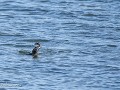 No-Zw-La25-07 -52-Beeldverhaal- terug boven water 