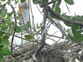 jonge pelikaan in het nest