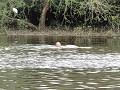 DSC06093 zwemmen met roze dolfijnen