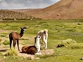 IMG 20170321 113859494 Lama's, mooi in het berglan