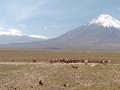 IMG 20170323 143819611 Lama's op 4000 m hoogte