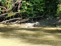 IMG 20170417 krokodillen gespot tijdens boottocht