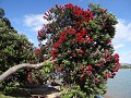 DSC01690 Nieuw Zeelandse 'kerstbomen' staan hier n