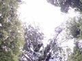 DSC01741 Kauriboom met omtrek van 13,77 m