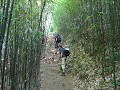 DSC00838 bamboe bos