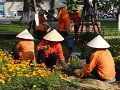DSC00897 stinkertjes verplanten in Hanoi