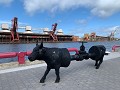 Koe langs de havengeul